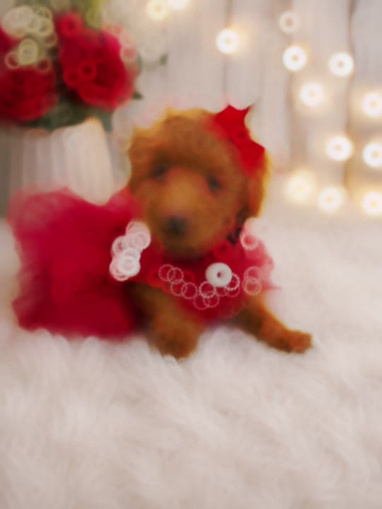 Post 10 by Mystyle_puppies on TikTok (video)