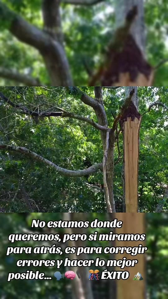Post 2 by Jireh Tree Services on TikTok (video)
