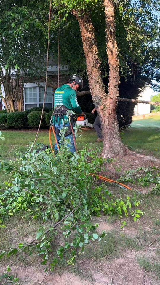 Post 6 by Jireh Tree Services on TikTok (video)
