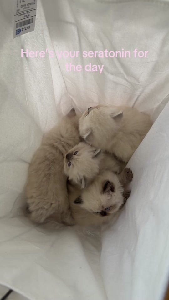 Post 2 by Cara / creative director ★ on TikTok (video)
