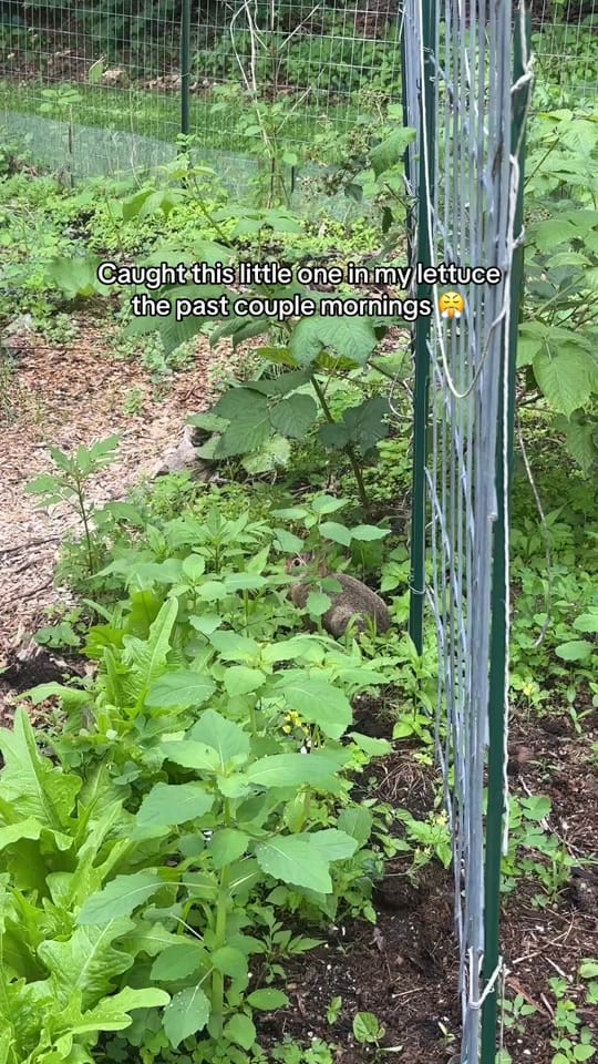 Post 3 by Amy | Front Yard Veggies on TikTok (video)