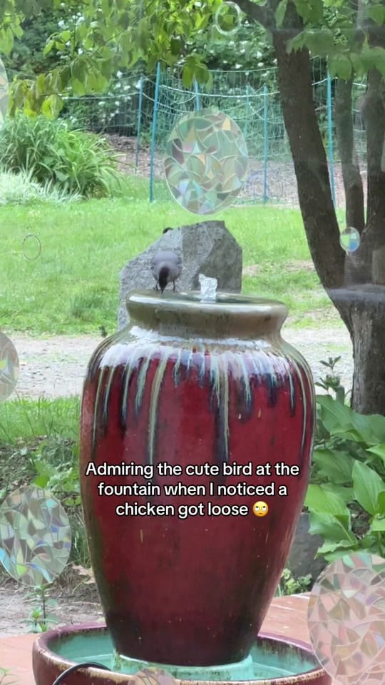 Post 6 by Amy | Front Yard Veggies on TikTok (video)