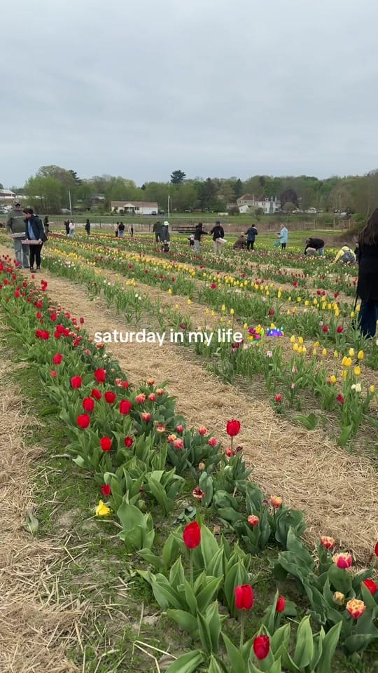 Post 7 by hannah dipilato on TikTok (video)
