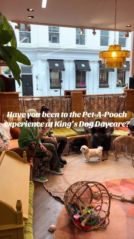 Post 10 by King’s Dog Daycare & Café on TikTok (video)