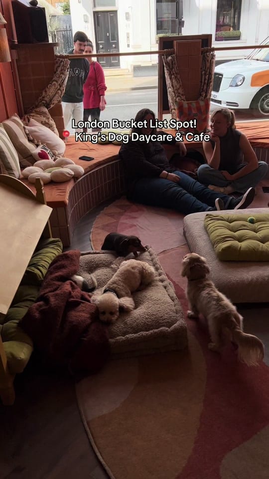 Post 8 by King’s Dog Daycare & Café on TikTok (video)