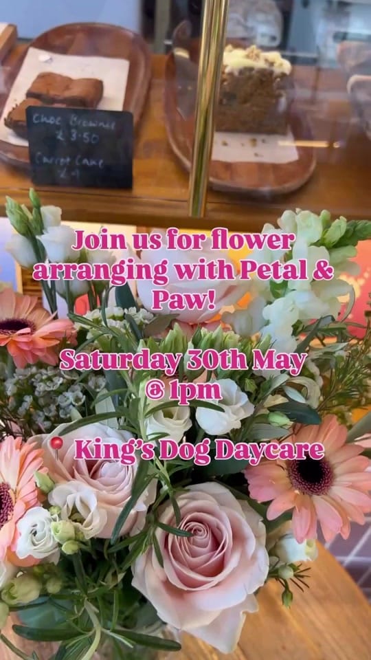 Post 2 by King’s Dog Daycare & Café on TikTok (video)