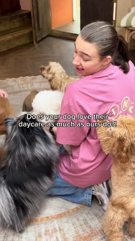 Post 3 by King’s Dog Daycare & Café on TikTok (video)
