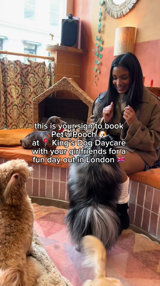 Post 4 by King’s Dog Daycare & Café on TikTok (video)