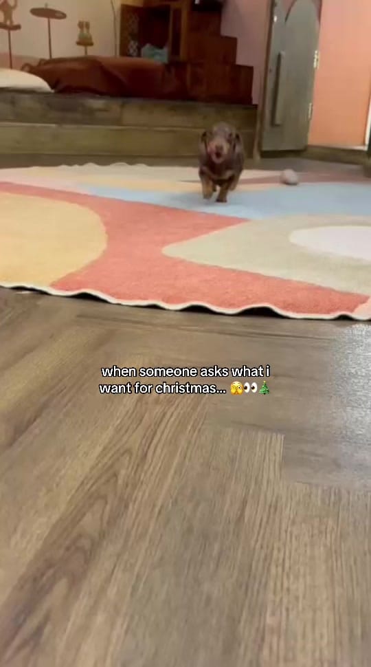 Post 7 by King’s Dog Daycare & Café on TikTok (video)