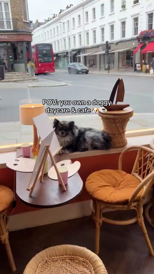 Post 6 by King’s Dog Daycare & Café on TikTok (video)