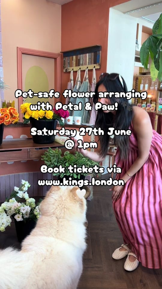 Post 1 by King’s Dog Daycare & Café on TikTok (video)