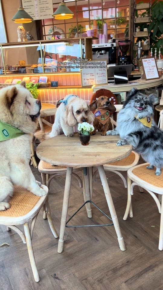 Post 5 by King’s Dog Daycare & Café on TikTok (video)