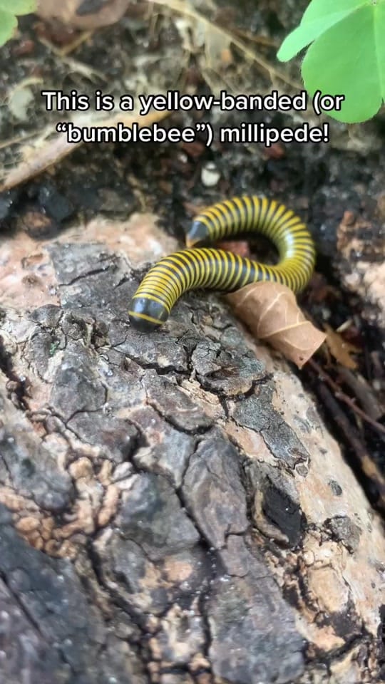 Post 3 by Marisa Buller on TikTok (video)