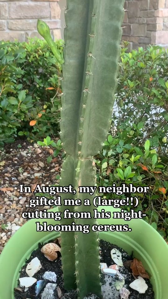 Post 4 by Marisa Buller on TikTok (video)