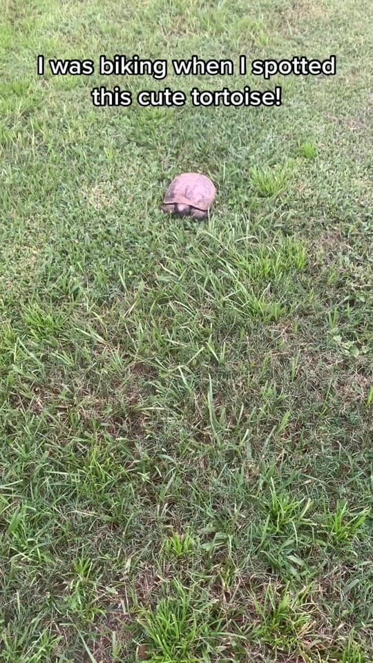 Post 8 by Marisa Buller on TikTok (video)
