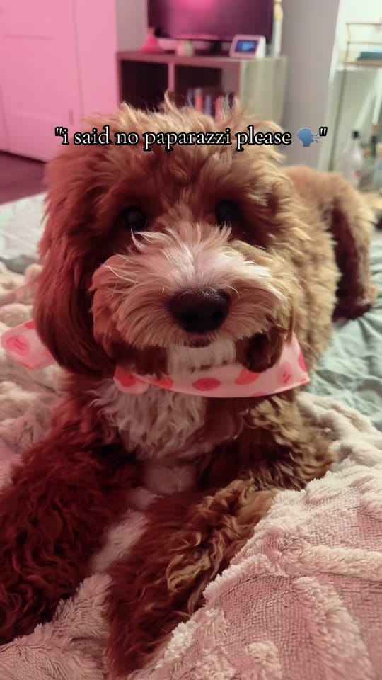 Post 3 by yourdailykailie on TikTok (video)