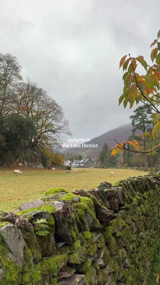 Post 5 by Rosie on TikTok (video)