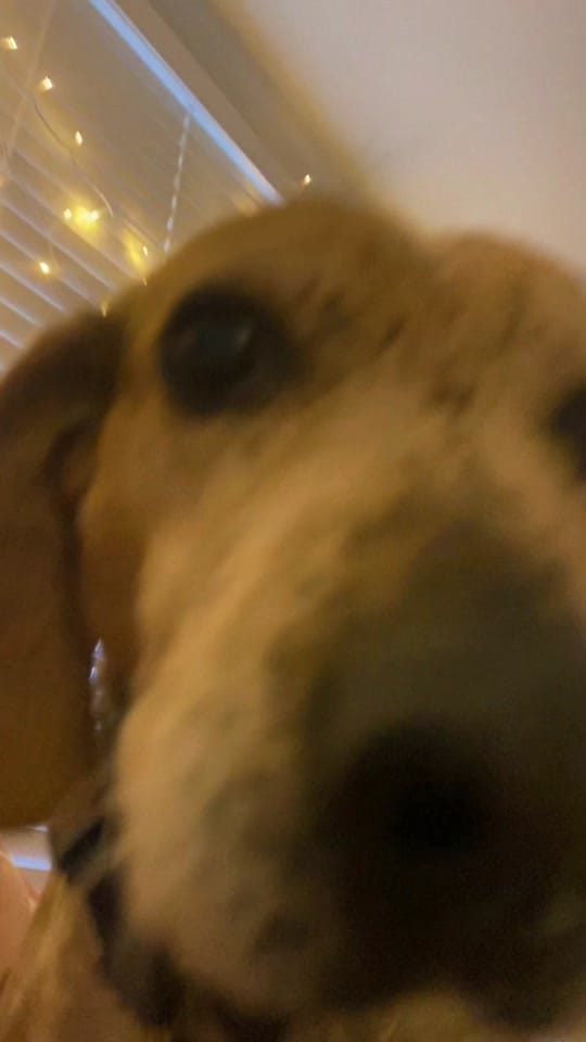 Post 7 by Larissa on TikTok (video)
