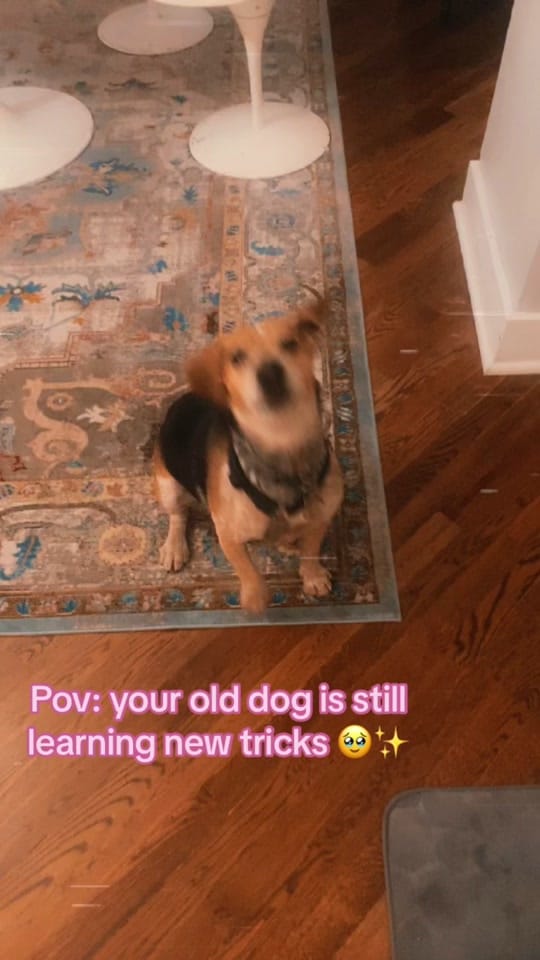 Post 9 by Larissa on TikTok (video)