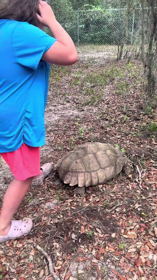 Post 4 by Faith&FeathersFarm on TikTok (video)