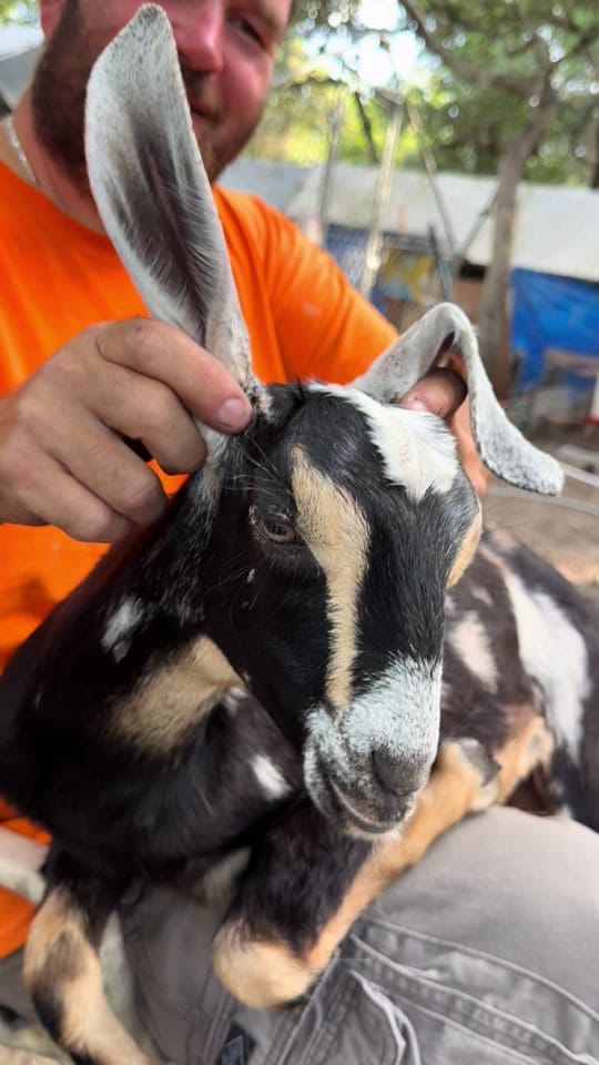 Post 10 by Faith&FeathersFarm on TikTok (video)