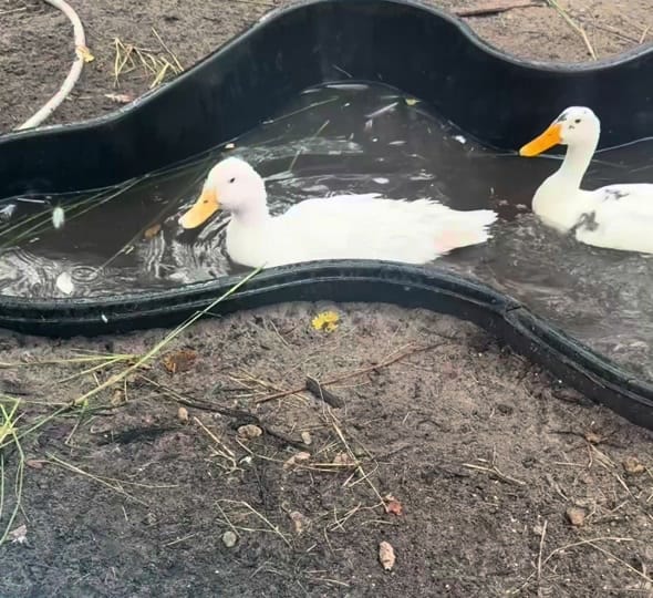 Post 1 by Faith&FeathersFarm on TikTok (video)