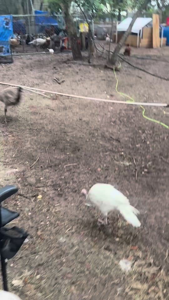 Post 2 by Faith&FeathersFarm on TikTok (video)