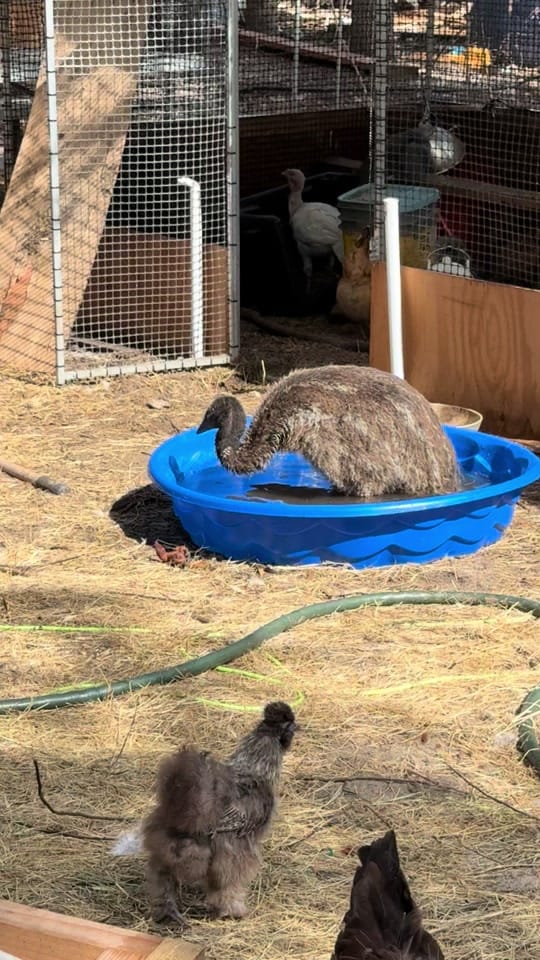 Post 9 by Faith&FeathersFarm on TikTok (video)