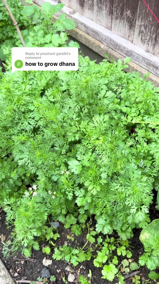 Post 1 by Sharda Patel on TikTok (video)