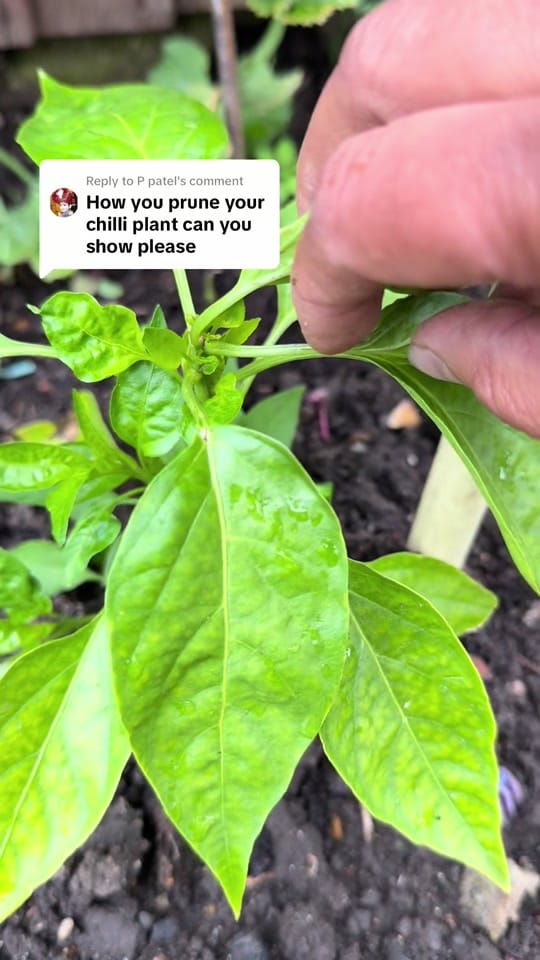Post 7 by Sharda Patel on TikTok (video)