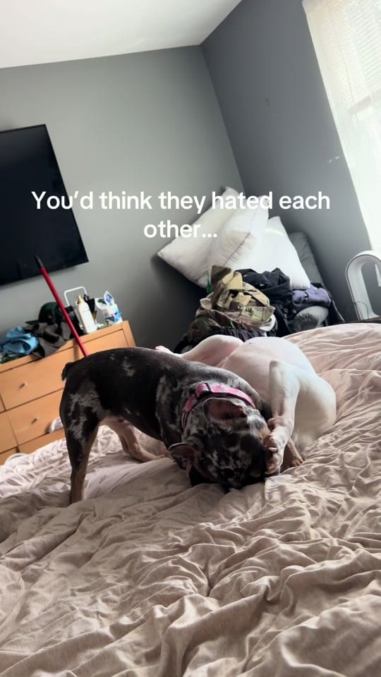 Post 1 by jas k. on TikTok (video)