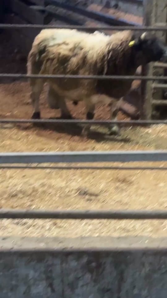 Post 6 by Jessie Greiner|Travel Agent ✈️ on TikTok (video)
