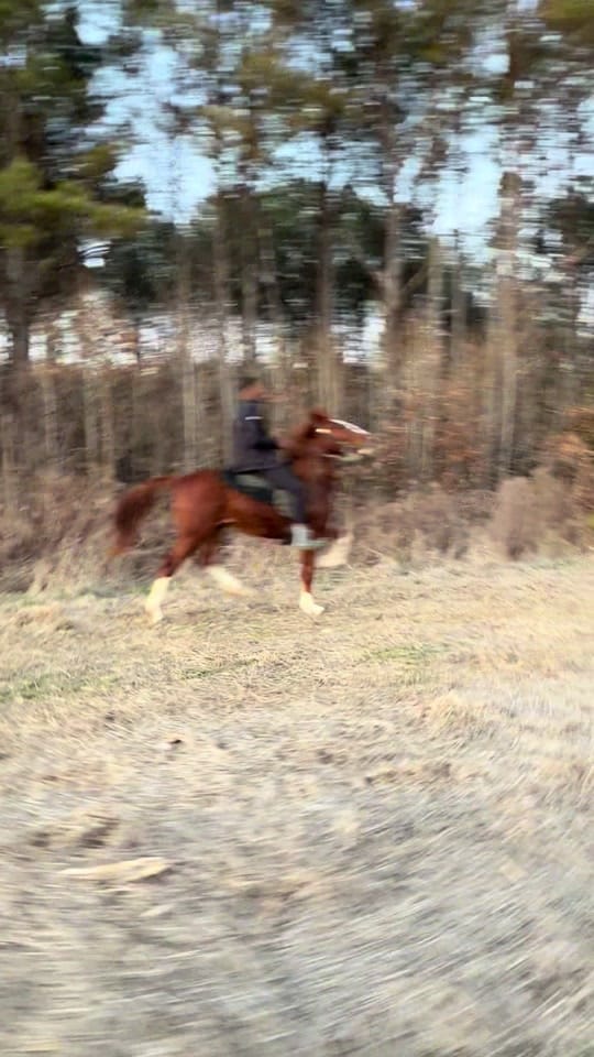 Post 3 by Banks Elite Stables on TikTok (video)