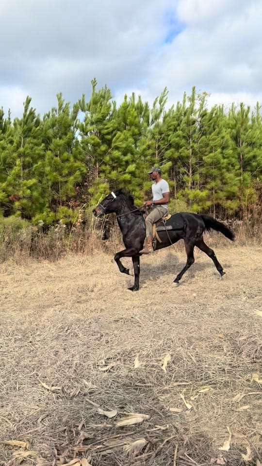 Post 10 by Banks Elite Stables on TikTok (video)