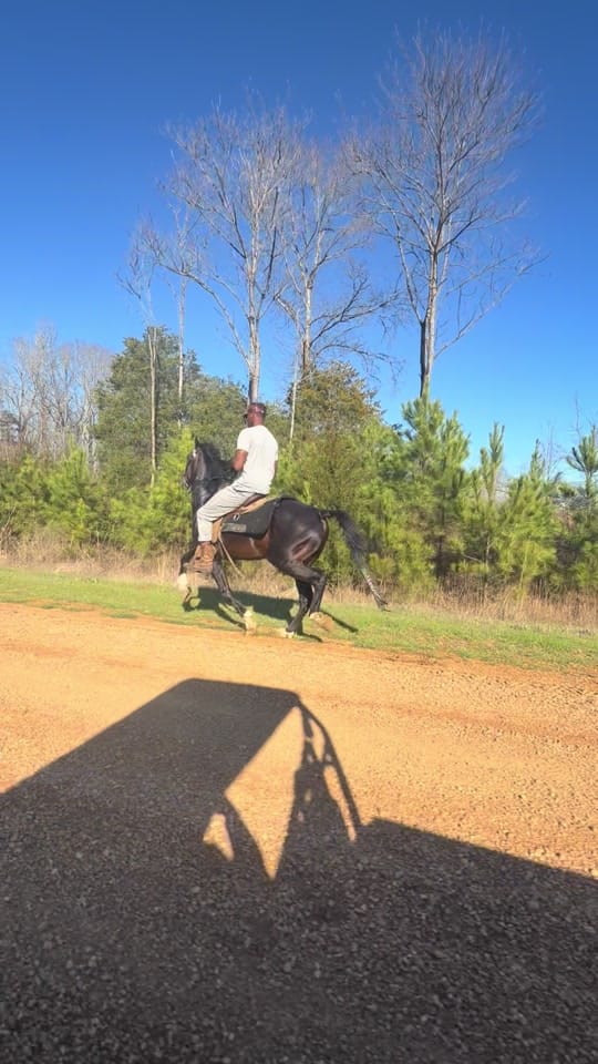 Post 2 by Banks Elite Stables on TikTok (video)