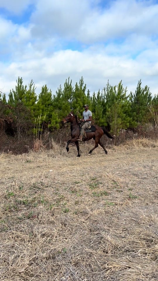 Post 9 by Banks Elite Stables on TikTok (video)