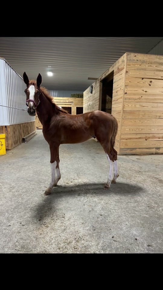 Post 8 by Banks Elite Stables on TikTok (video)