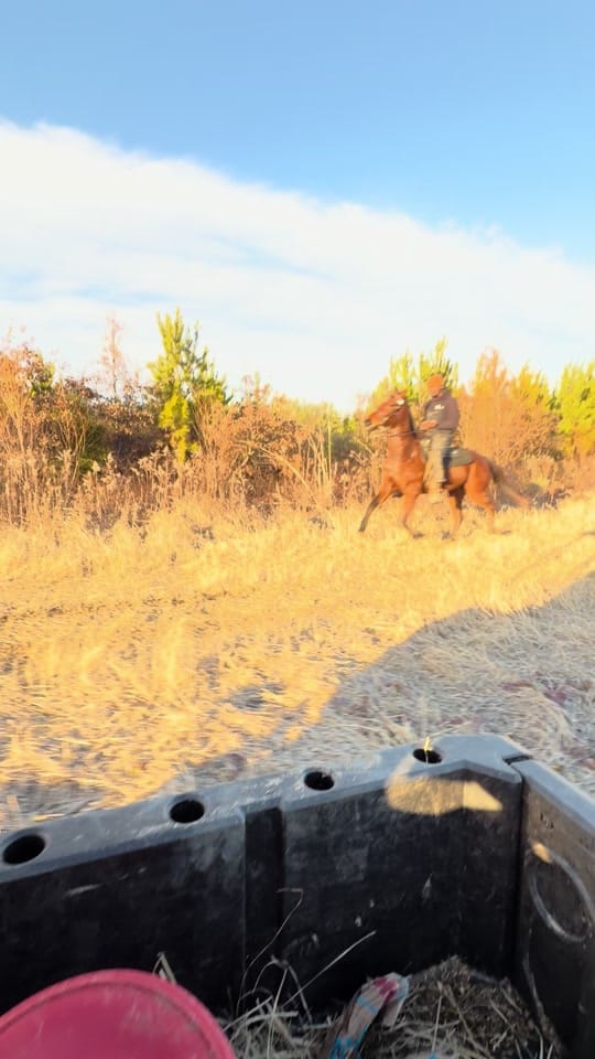 Post 6 by Banks Elite Stables on TikTok (video)