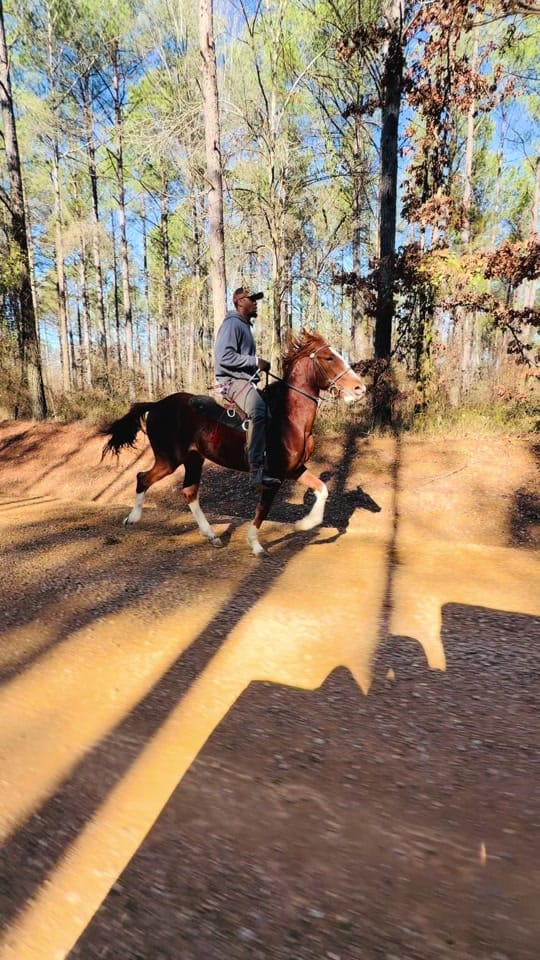 Post 7 by Banks Elite Stables on TikTok (video)