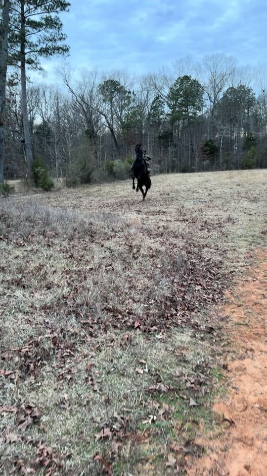 Post 4 by Banks Elite Stables on TikTok (video)