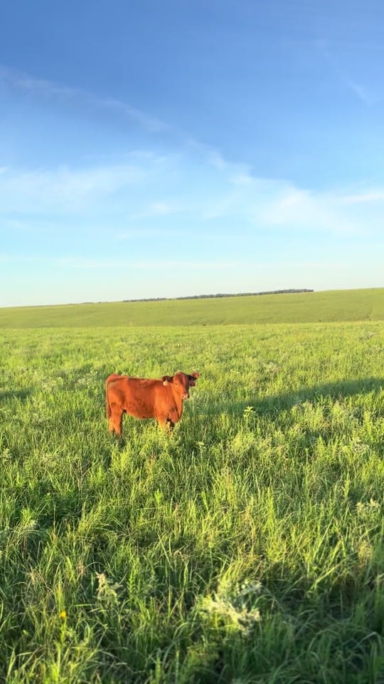 Post 1 by Natalie Boone on TikTok (video)