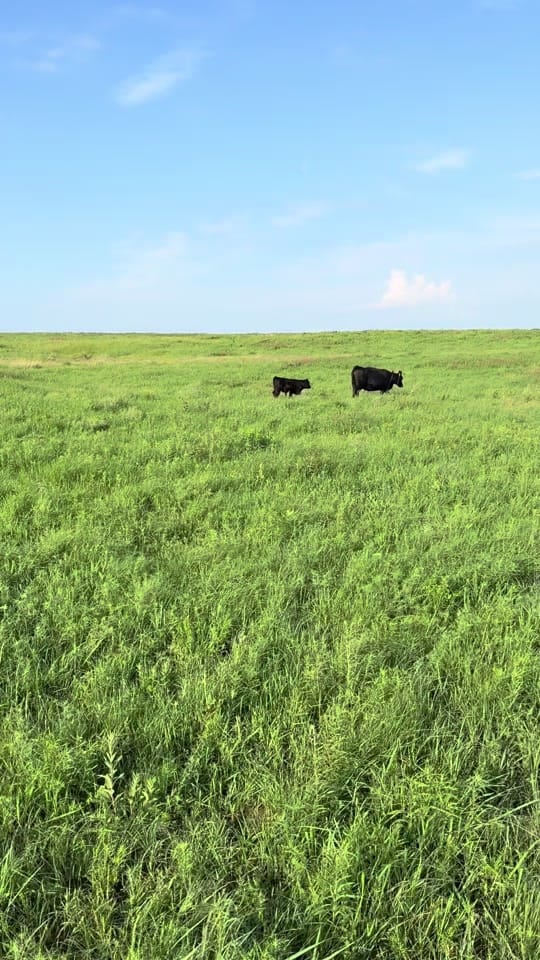 Post 4 by Natalie Boone on TikTok (video)