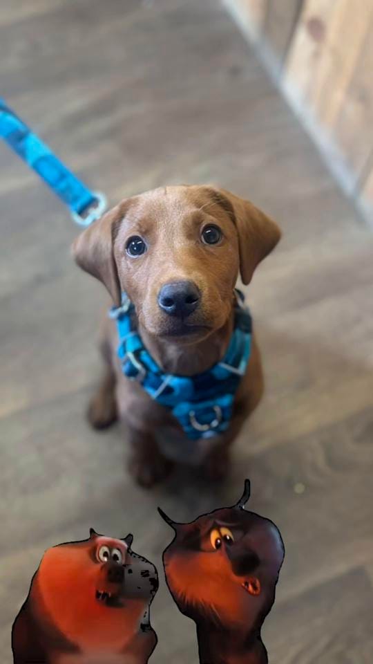 Post 1 by Amy’s Pet Supplies on TikTok (video)