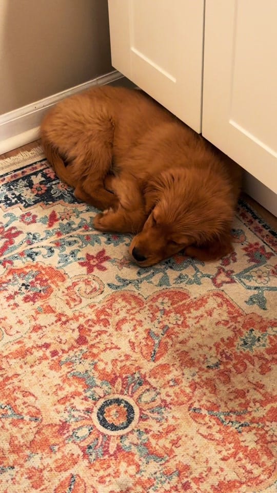 Post 4 by Olivia Stukey on TikTok (video)