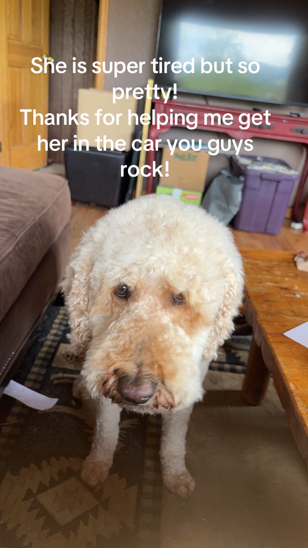 Post 4 by Homestead8950✂️🦄🦥 on TikTok (video)