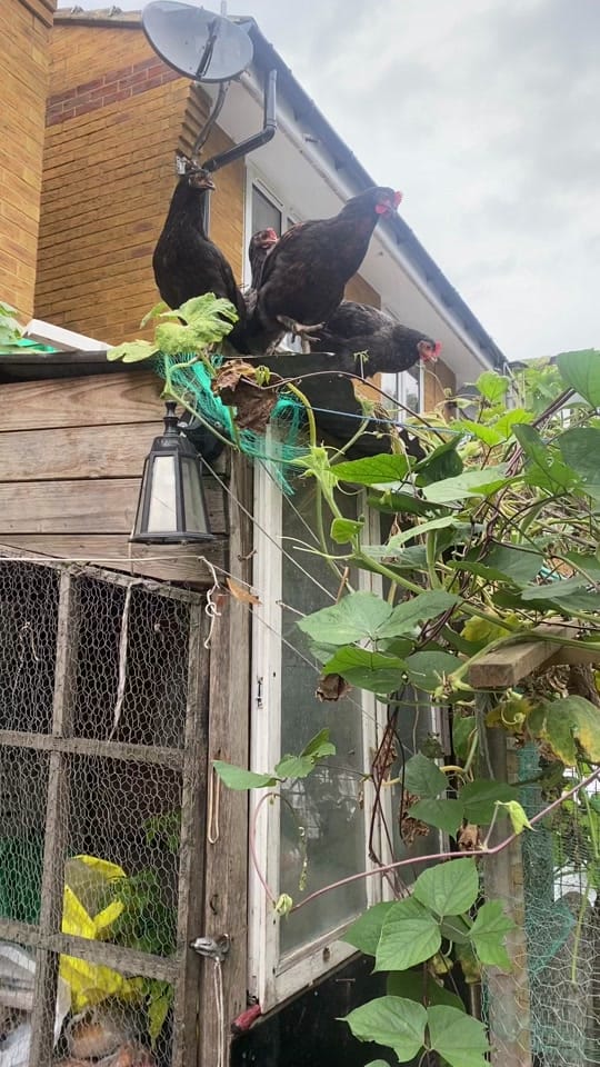 Post 4 by MS LAL AFFA 786 on TikTok (video)
