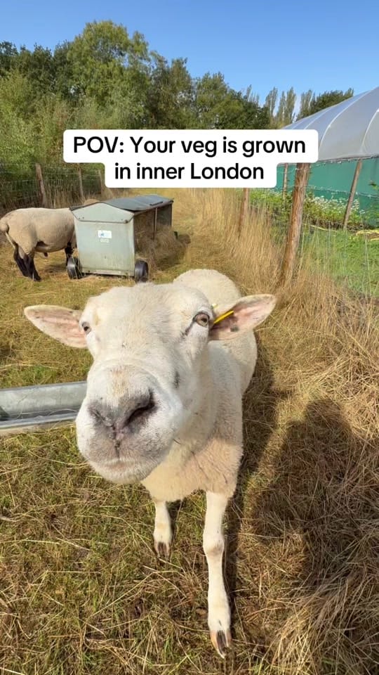 Post 6 by boroughmarket on TikTok (video)