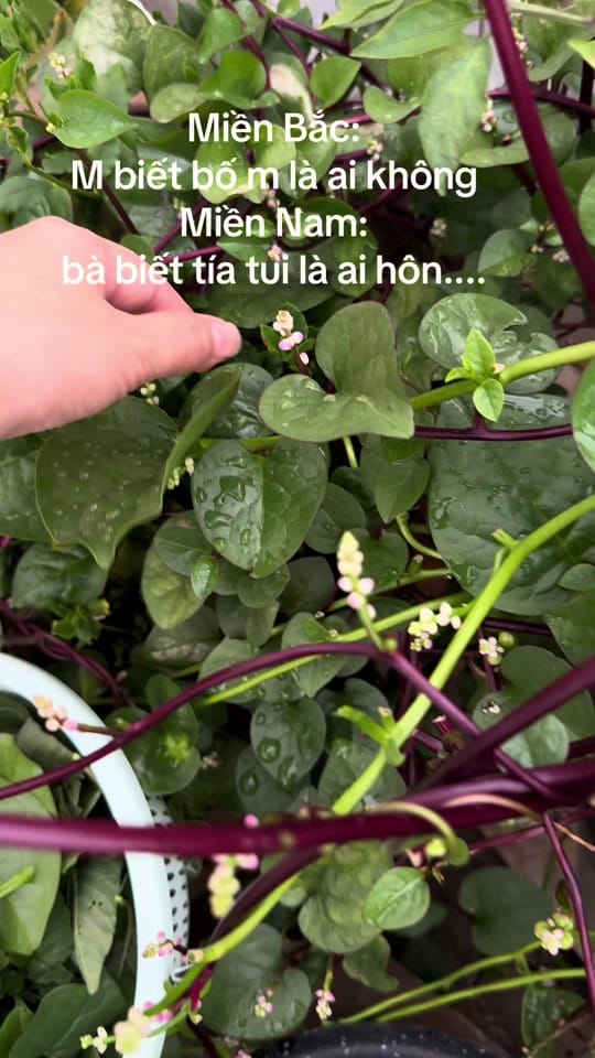 Post 6 by Gà xào sả ớt🌸 on TikTok (video)