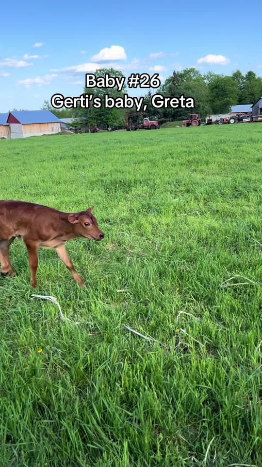 Post 6 by WindyWingFarm on TikTok (video)