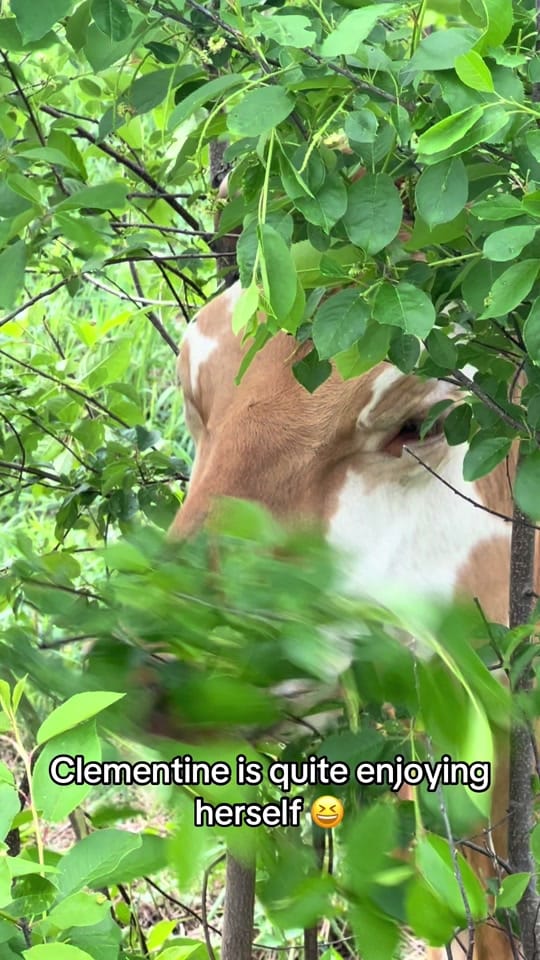Post 9 by WindyWingFarm on TikTok (video)